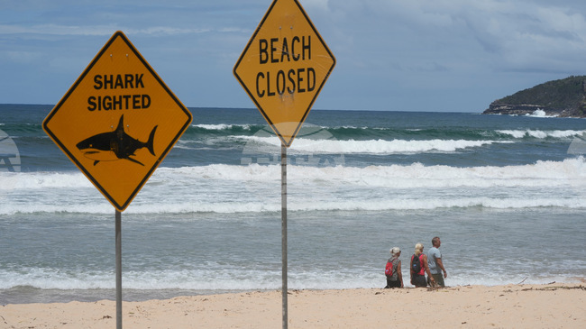Мъж беше ухапан от акула на север от Сидни при четвърта атака за 48 часа