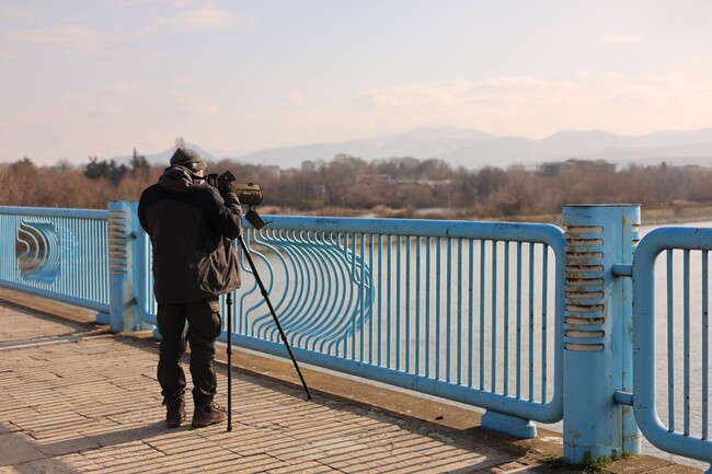 Над 2500 индивида от общо 20 вида водолюбиви птици са преброени в Източните Родопи в рамките на 50-то среднозимно преброяване в България