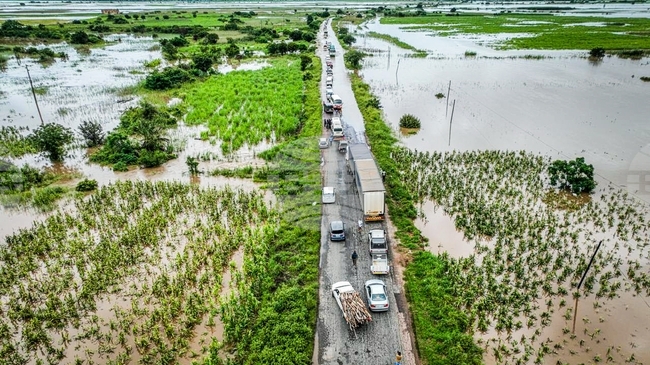 Вследствие на наводненията в градовете на Мозамбик се появиха крокодили