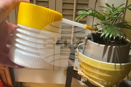 Gardening-Houseplant Pests