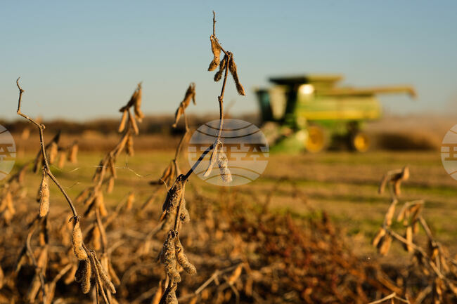 Trump China Trade Soybeans