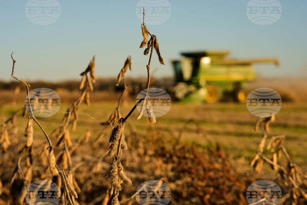 Trump China Trade Soybeans