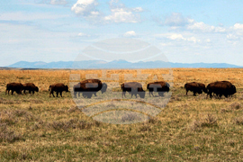 American Prairie Bison Restoration