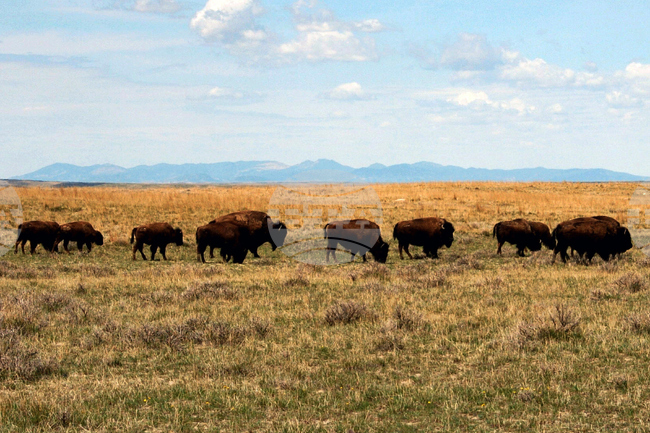 American Prairie Bison Restoration