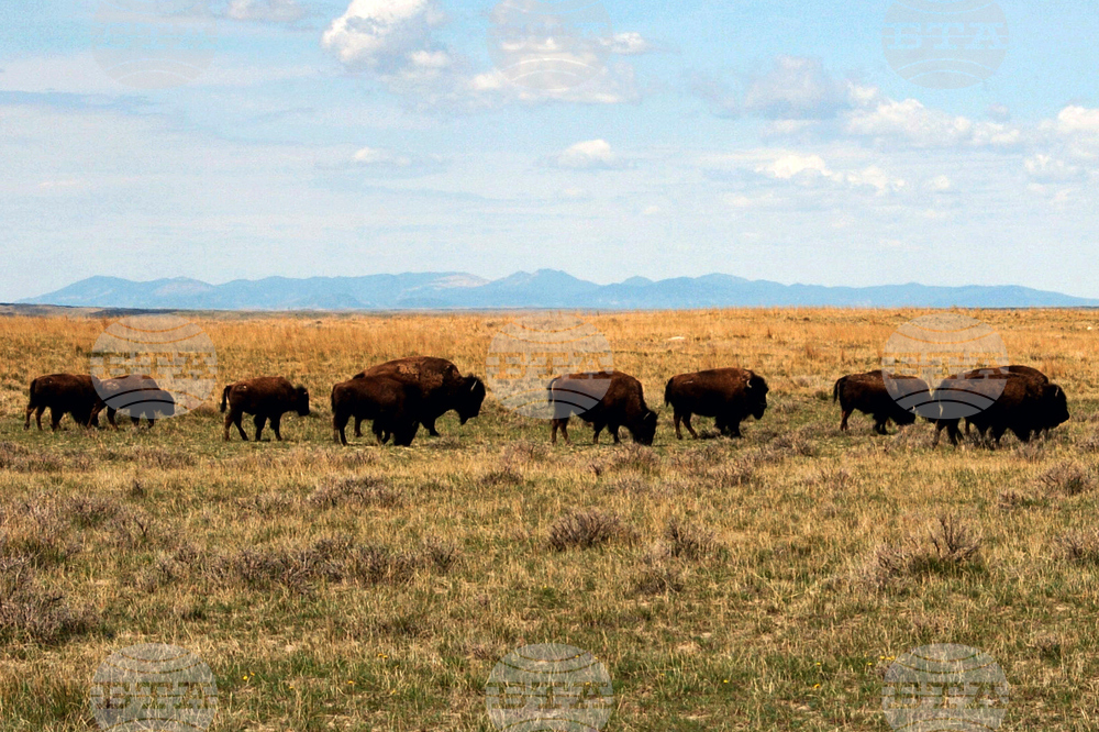 American Prairie Bison Restoration