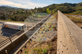California Wildlife Crossing