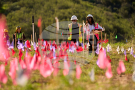 California Wildlife Crossing
