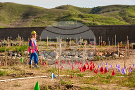 California Wildlife Crossing