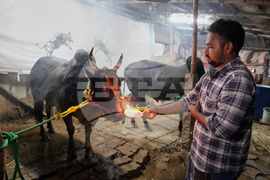 India Bull Festival Photo Essay