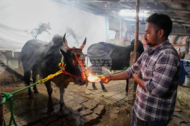 India Bull Festival Photo Essay