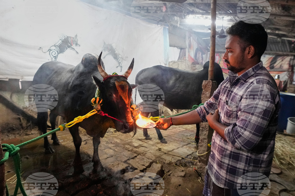 India Bull Festival Photo Essay