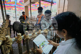 India Bull Festival Photo Essay