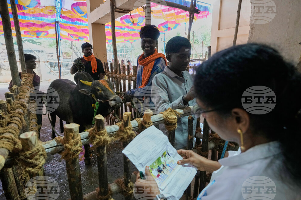 India Bull Festival Photo Essay