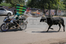 India Bull Festival Photo Essay