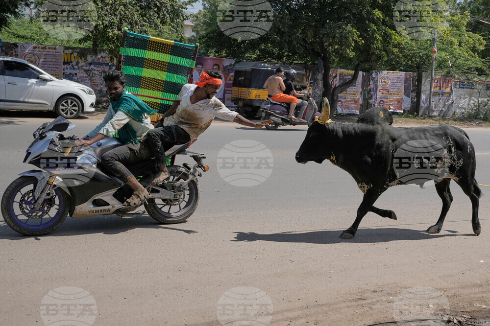 India Bull Festival Photo Essay