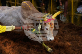 APTOPIX India Bull Festival Photo Essay