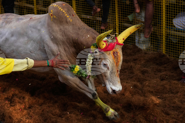 APTOPIX India Bull Festival Photo Essay