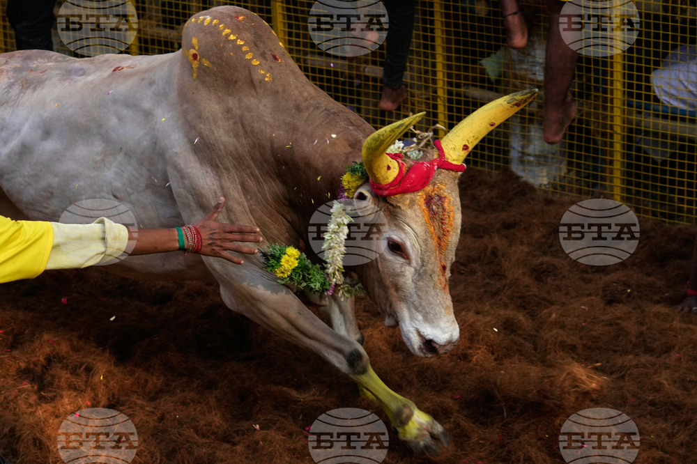 APTOPIX India Bull Festival Photo Essay