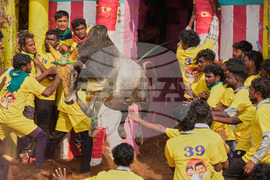 India Bull Festival Photo Essay