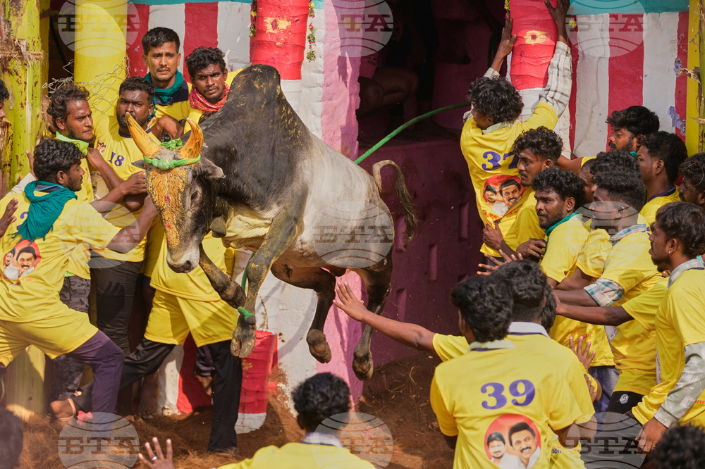 India Bull Festival Photo Essay