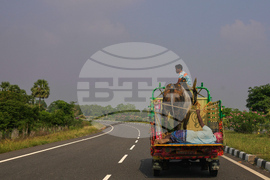 India Bull Festival Photo Essay