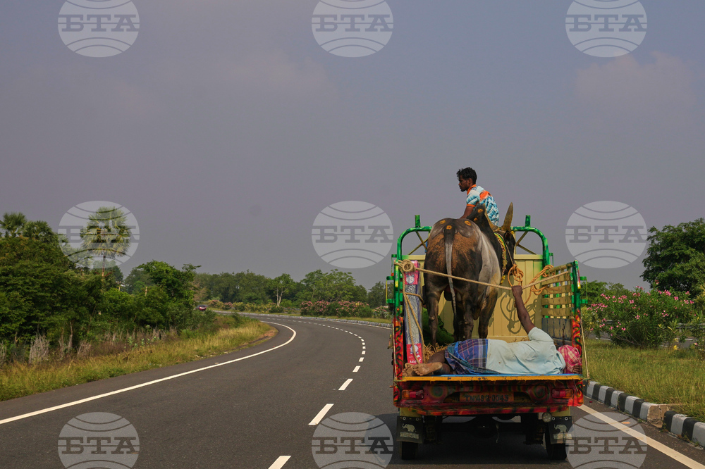 India Bull Festival Photo Essay