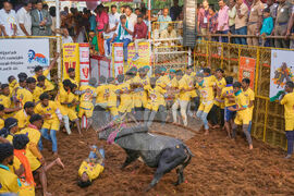 India Bull Festival Photo Essay