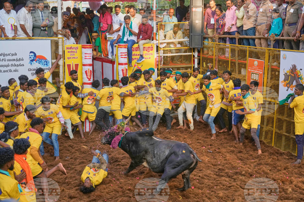 India Bull Festival Photo Essay
