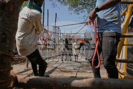 India Bull Festival Photo Essay