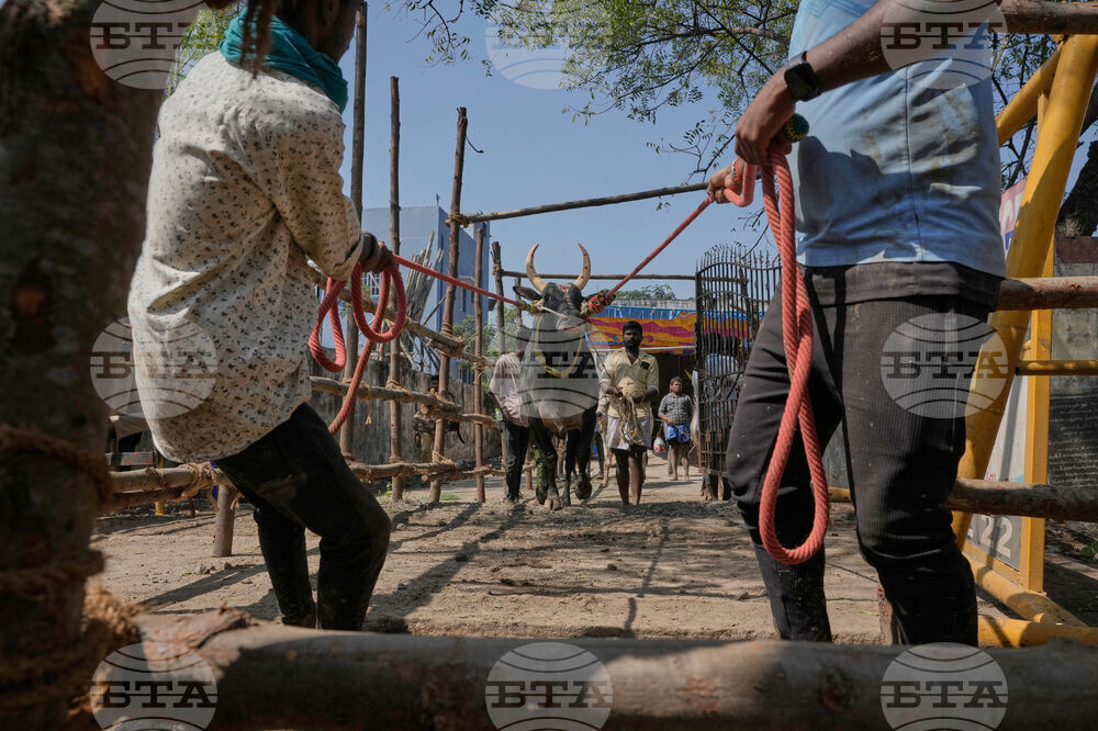 India Bull Festival Photo Essay