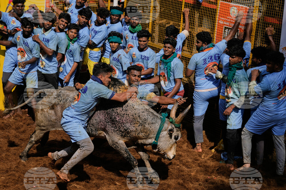 India Bull Festival Photo Essay