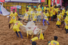 India Bull Festival Photo Essay