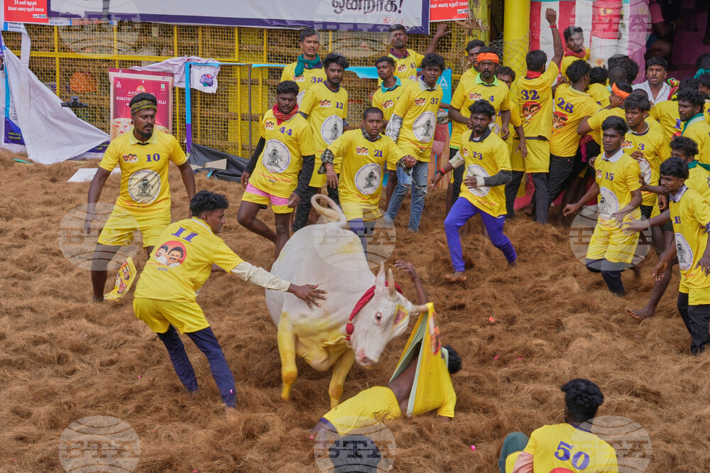 India Bull Festival Photo Essay