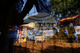 India Bull Festival Photo Essay