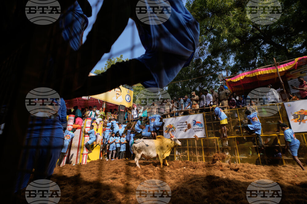 India Bull Festival Photo Essay