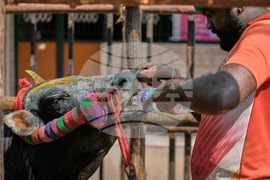 India Bull Festival Photo Essay