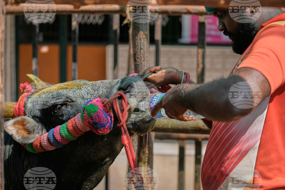 India Bull Festival Photo Essay