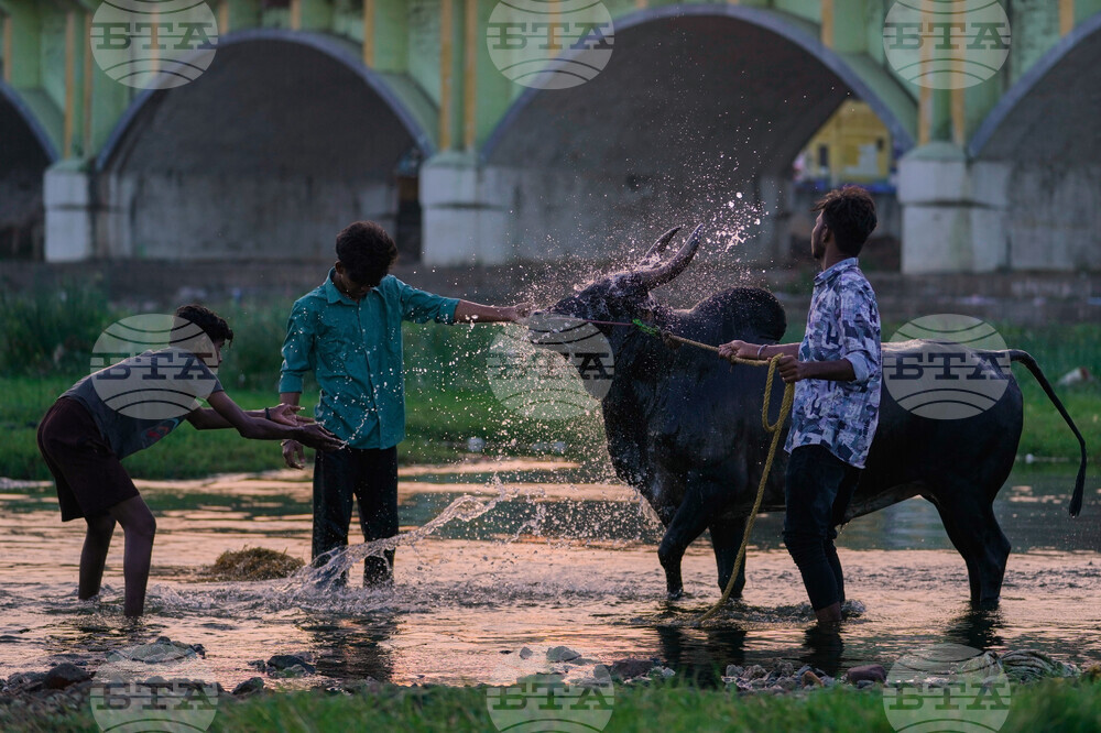 India Bull Festival Photo Essay