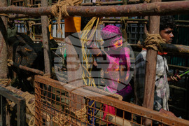 India Bull Festival Photo Essay