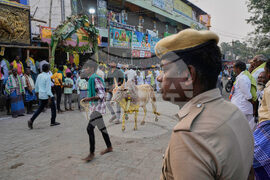 India Bull Festival Photo Essay