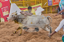 India Bull Festival Photo Essay