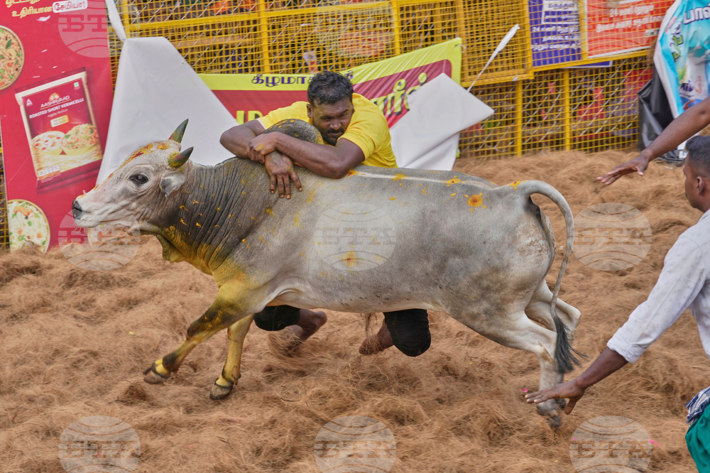 India Bull Festival Photo Essay