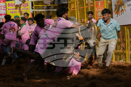 India Bull Festival Photo Essay