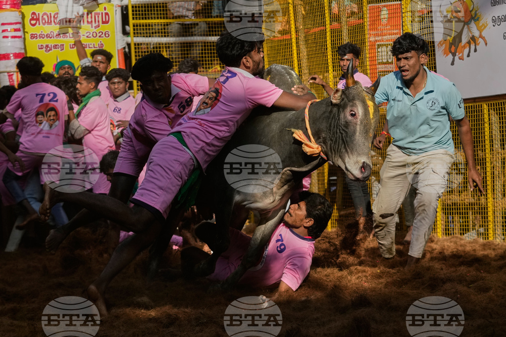 India Bull Festival Photo Essay