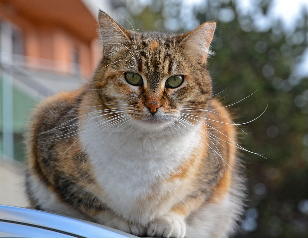 Близо 200 безстопанствени котки са кастрирани, обезпаразитени и маркирани по програмата на Община Варна 