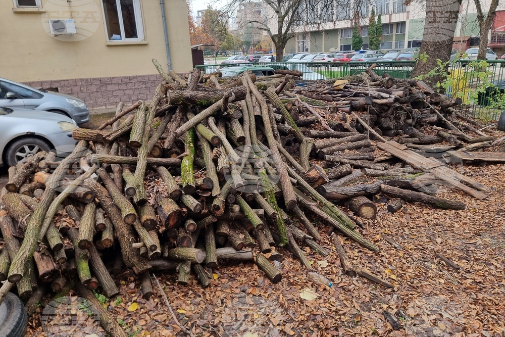 Двама бракониери на дърва са заловени край село Горни Цибър в община Вълчедръм