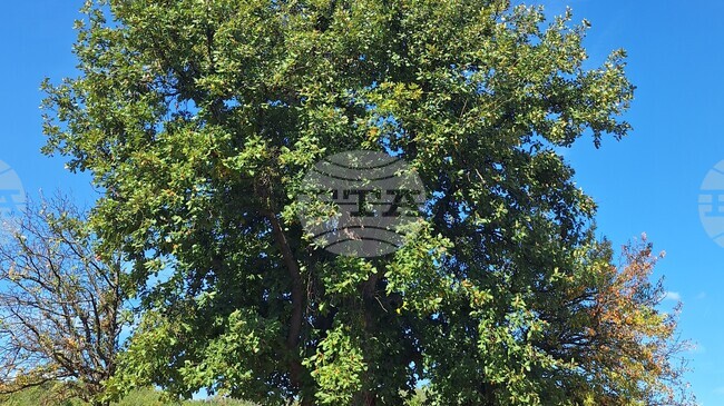 Четири вековни дървета в България са обявени за защитени