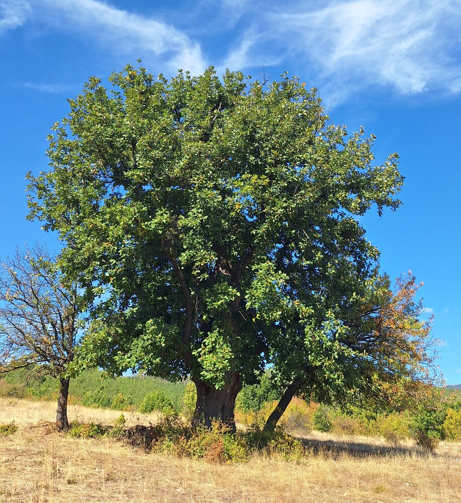Четири вековни дървета в България са обявени за защитени