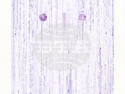 Николай Петков показва 28 акварела в изложбата „Бавни куршуми“. Снимка: Галерия „Аросита“