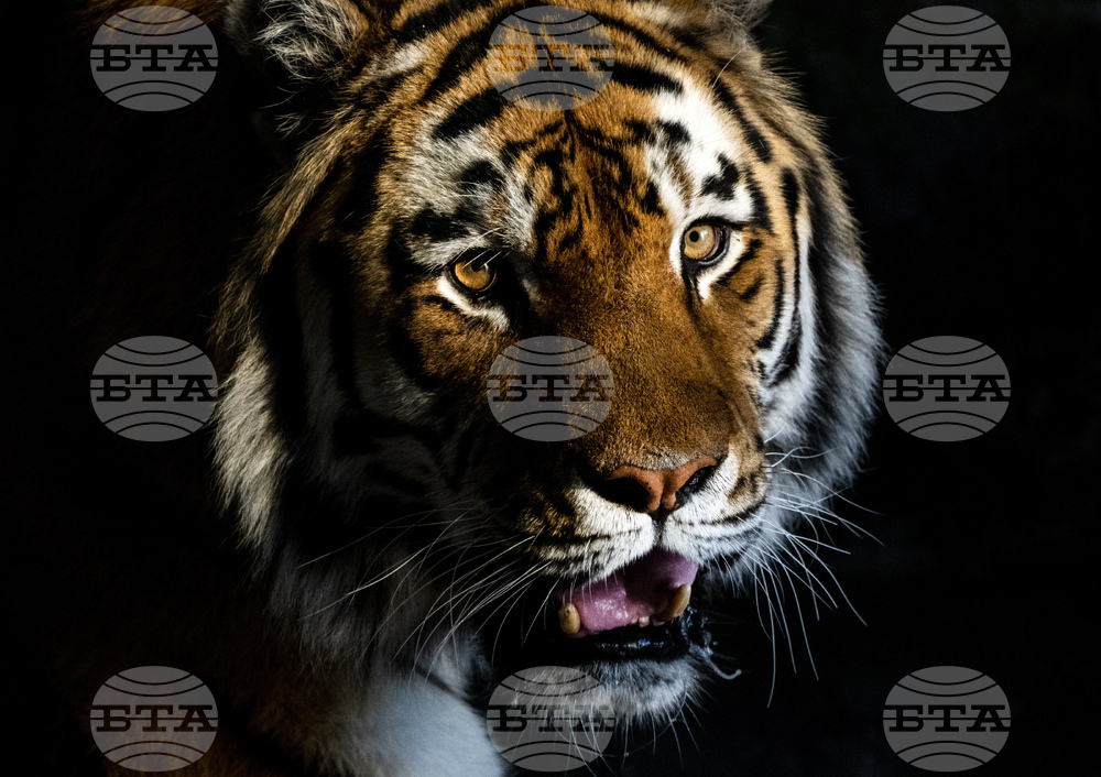 Сибирски тигър бе заснет в двор в Румъния и стана хит в ТикТок; полицията образува наказателно дело